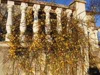 jasmin200